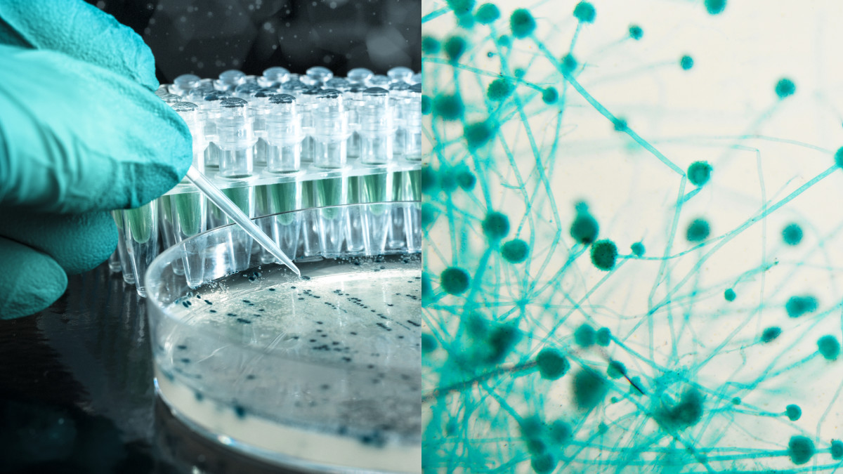 En side om side af en videnskabsmand, der pipetterer væske på en petriskål, ved siden af et nærbillede af molekyler